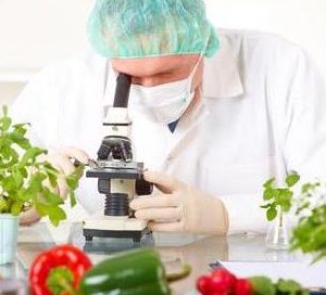 Researcher with microscope with a GMO vegetables. Genetically modified organism or GEO here transgenic plant is an plant whose genetic material has been altered using genetic engineering techniques known as recombinant DNA technology.